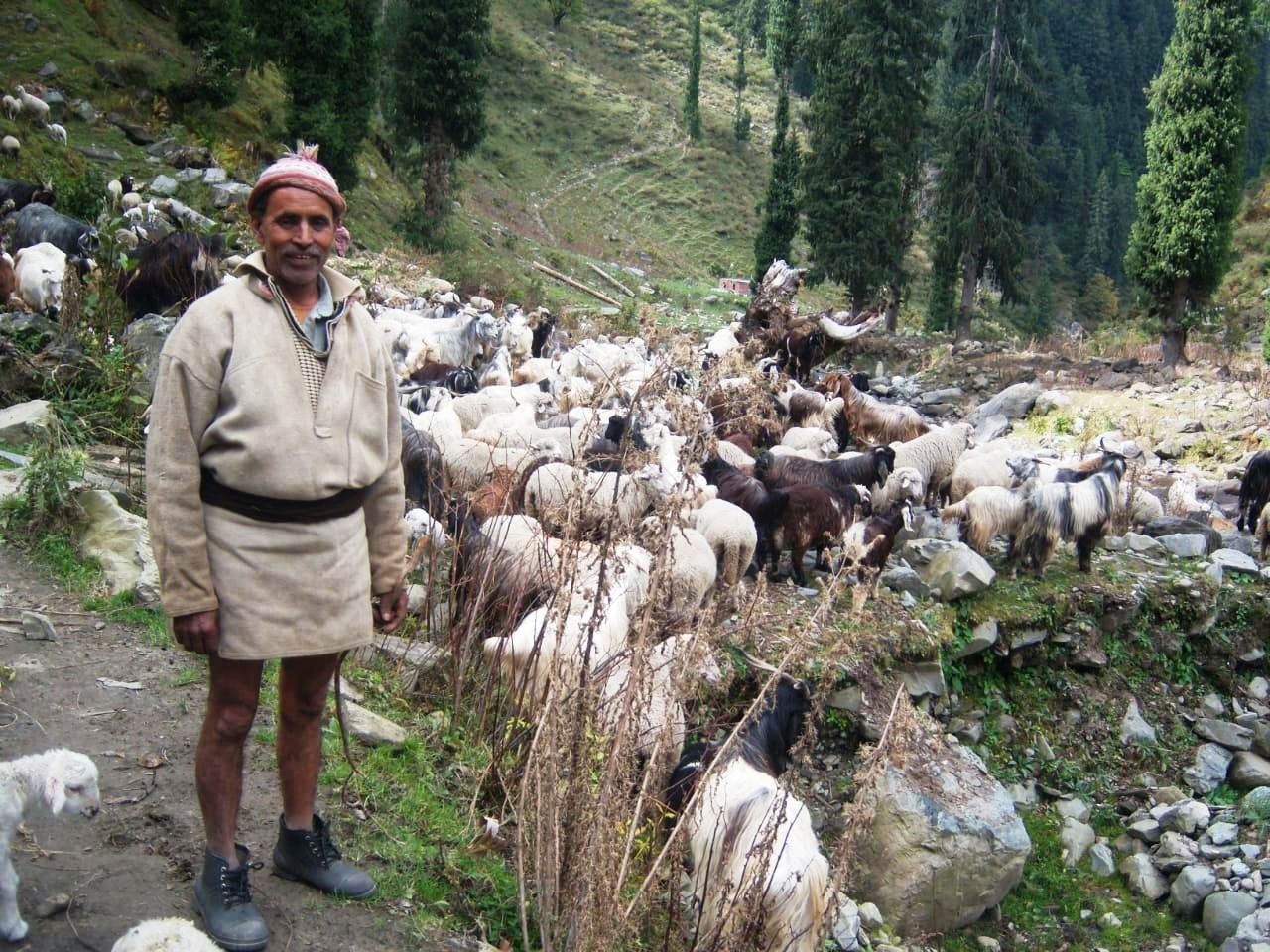 कांगड़ा की ऑर्गेनिक ऊन की पहुंच पश्चिमी बाजारों तक