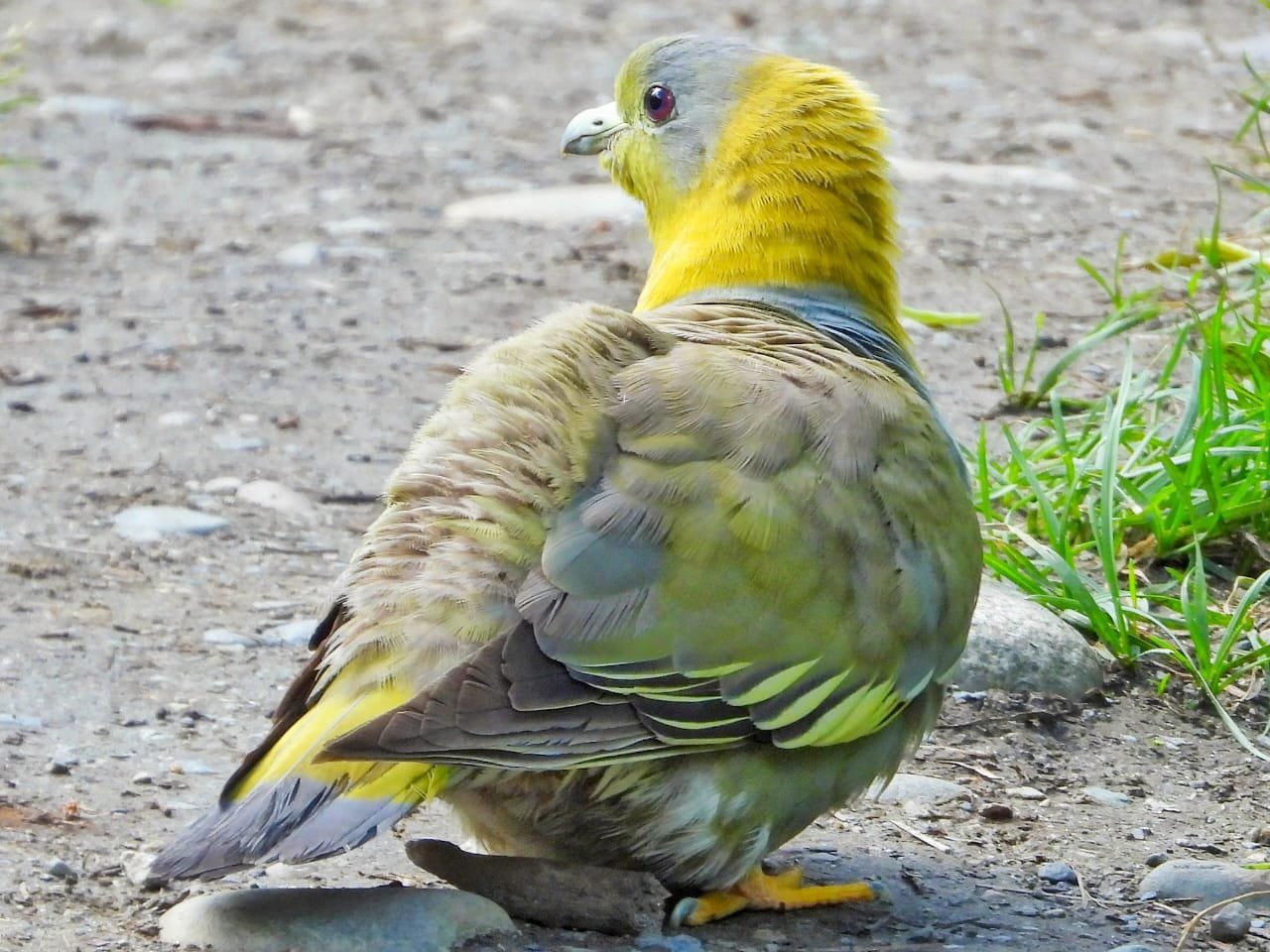 Rare Yellow-footed Green Pigeon Spotted at Record 3,400m in Himachal’s Kinnaur