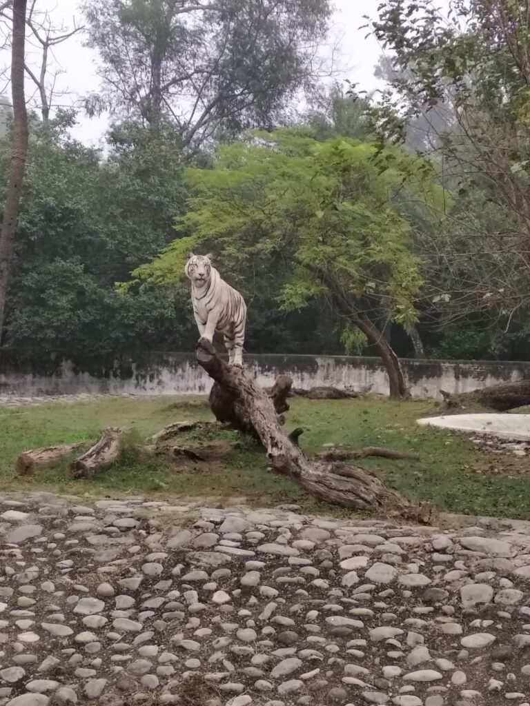 Chhatbir Zoo Pays Tribute to White Tigress Diya